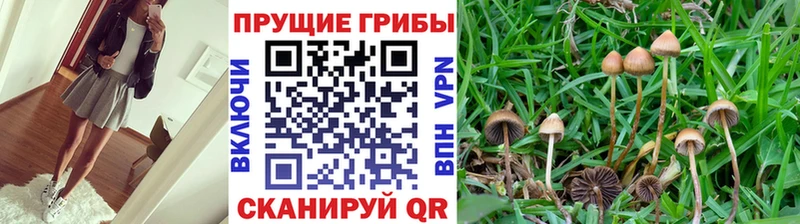 Галлюциногенные грибы Psilocybine cubensis  Артёмовский 